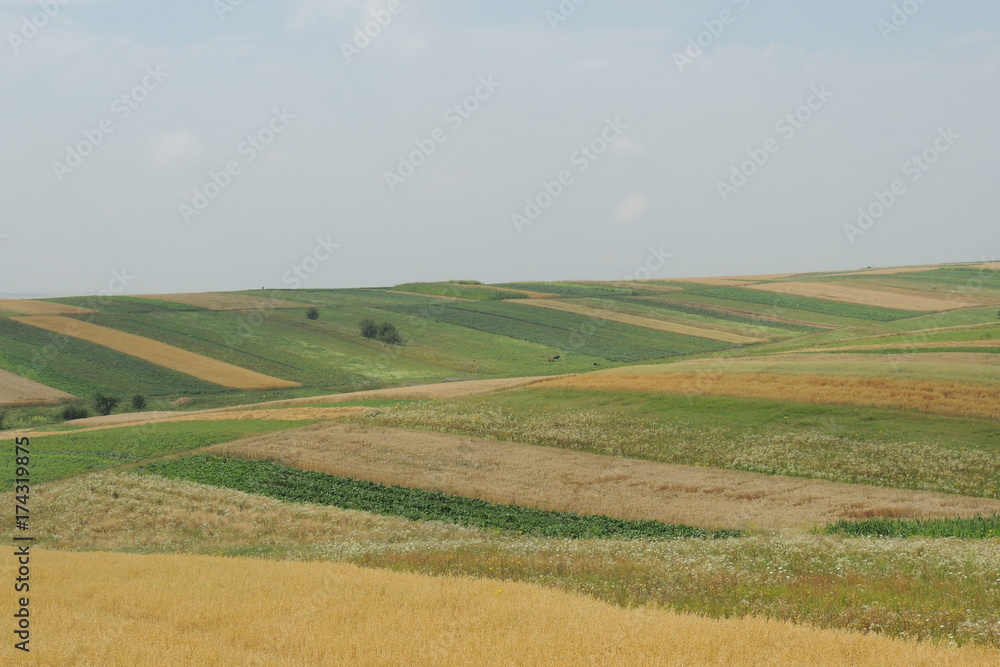 панорамный вид на поле с пшеницей