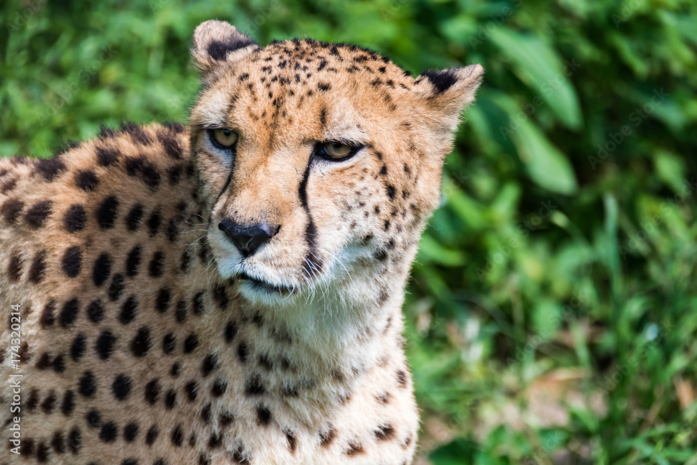 Closeup of Cheetah Face Closeup of Cheetah Face