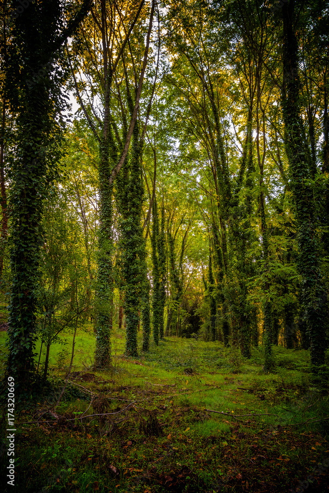 Naklejka premium Woods in San Vittorino