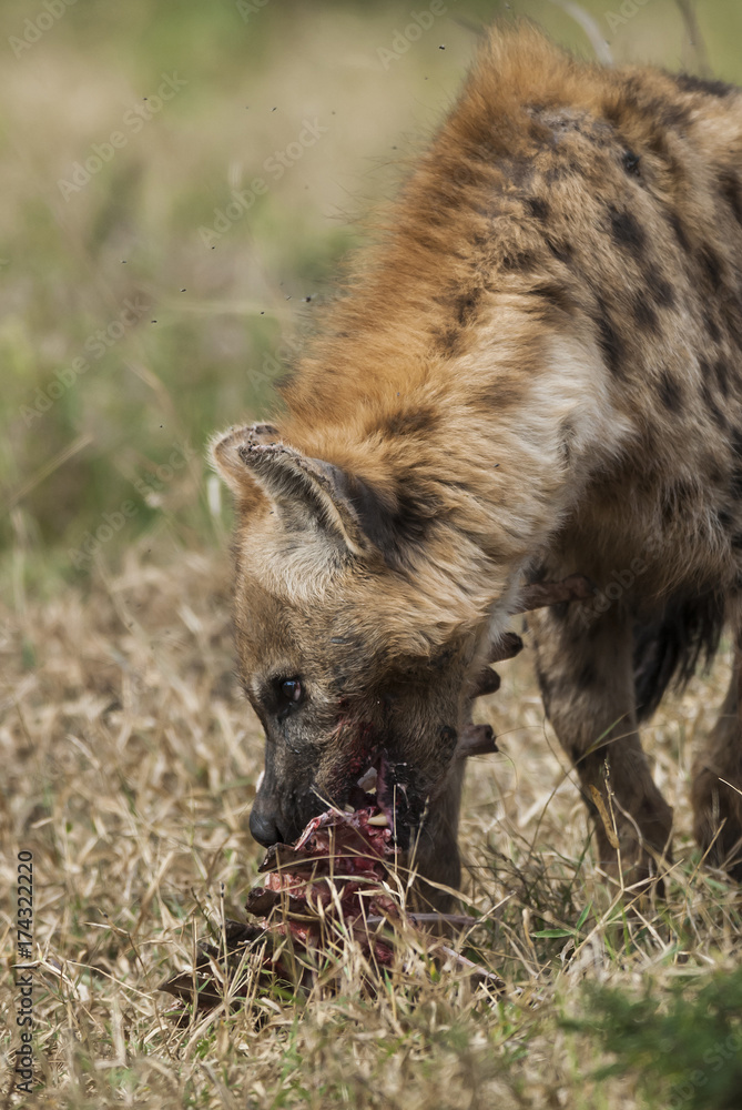Hyena South Africa Hyena South Africa