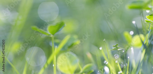 fresh morning green grass in the dew, panoramic abstraction soft background with drops and bokeh