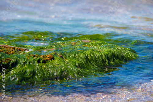 Green algae on a rock in the middle of the sea. Stone, rocks, algae and sea, shore and stones. Beautiful landscapes, seaside, natural light, natural masterpiece, rocks at a beach.