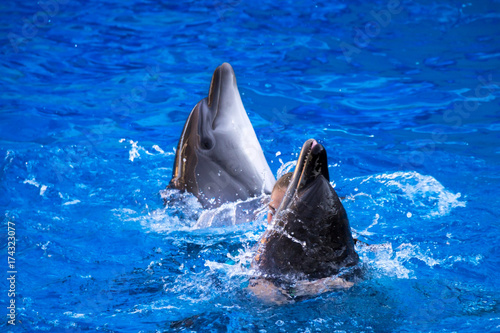 Photography Pair of dolphins swimming in the blue water.