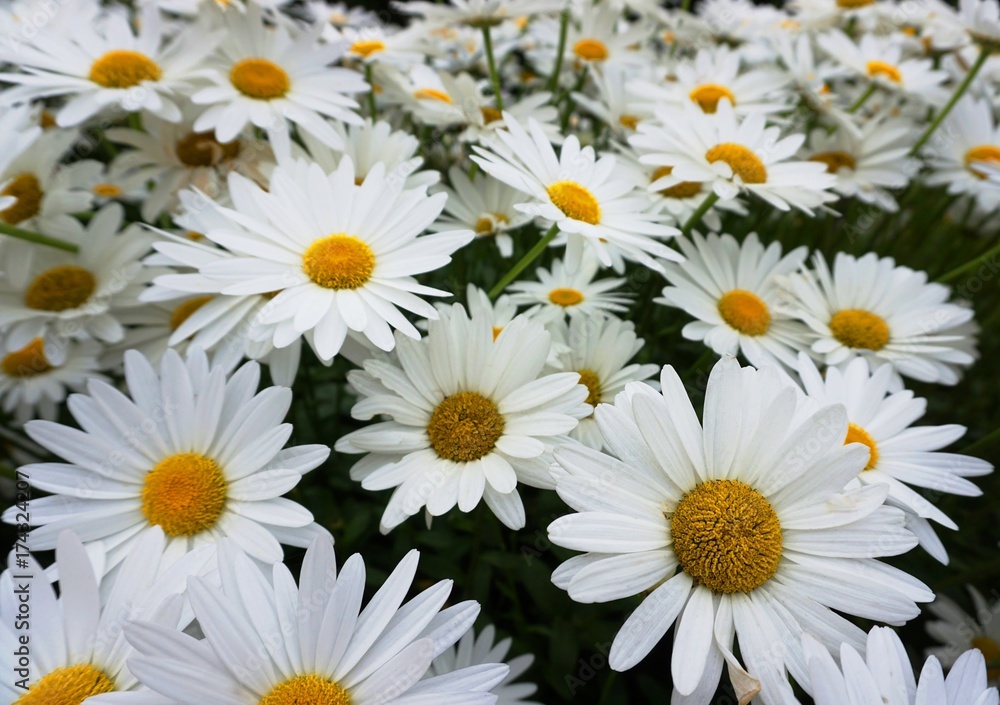 Fototapeta premium Multiple white daisies with yellow centre in close up.