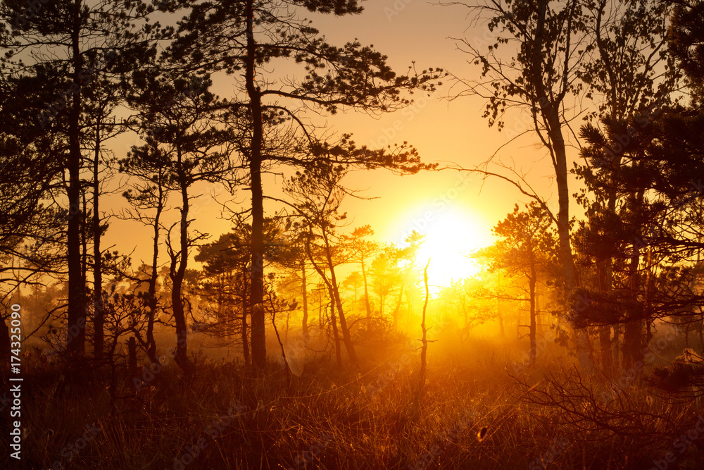 Mystical foggy sunrise in a pine forest
