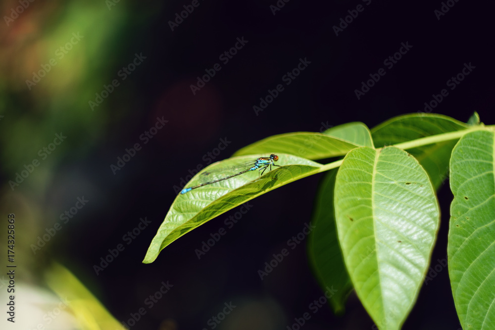 Detailed Close-Up Of Blue Damselfly Or Ischnura Senegalensis With Red Eyes Perched On Walnut Tree Leaf Detailed Close-Up Of Blue Damselfly Or Ischnura Senegalensis With Red Eyes Perched On Walnut Tree Leaf