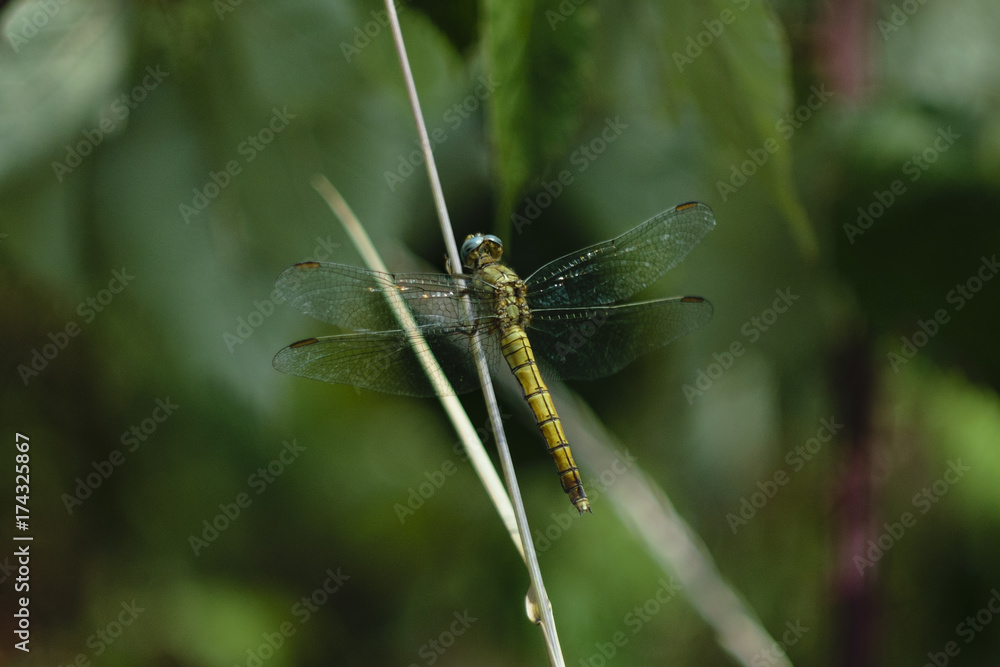 Detailed Close-Up Of Yellow Common Darter Dragonfly Or Sympetrum Striolatum Perched On Wheat Grass Detailed Close-Up Of Yellow Common Darter Dragonfly Or Sympetrum Striolatum Perched On Wheat Grass