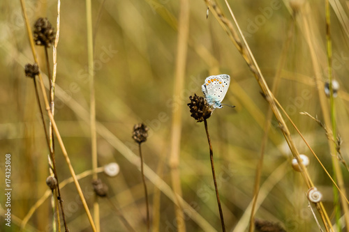 Close-Up Of Intricate Zephyr Blue Butterfly Or Plebejus Pylaon Perched On Dried Plant Surrounded By Wheat Grass And Snails photo