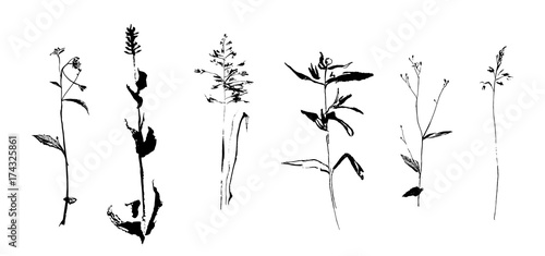 Set of hand drawn weed field herbs. Sketch or doodle style vector illustration of plants. Black image on white background.