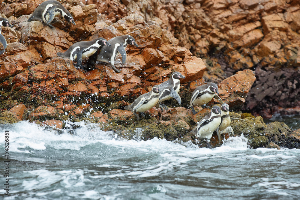 Fototapeta premium Humboldt Penguins in Peru