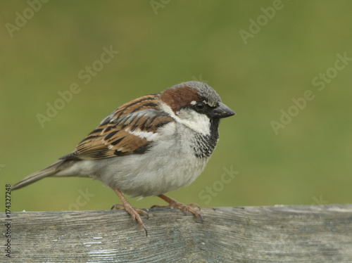 house sparrow © John Sandoy