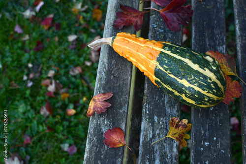 Long, warty orange and green ornamental gourd on weathered bench