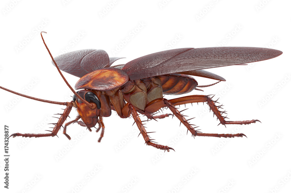 Fototapeta premium Cockroach bug insect creature disgusting pest. 3D rendering
