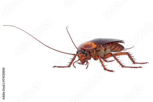 Cockroach bug insect brown with antenna. 3D rendering