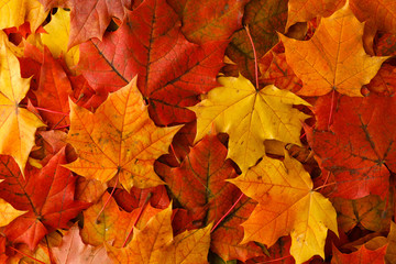 Fall maple leaf on wooden table, background texture