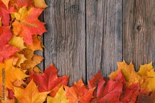 Fall background with maple leaves on wood table