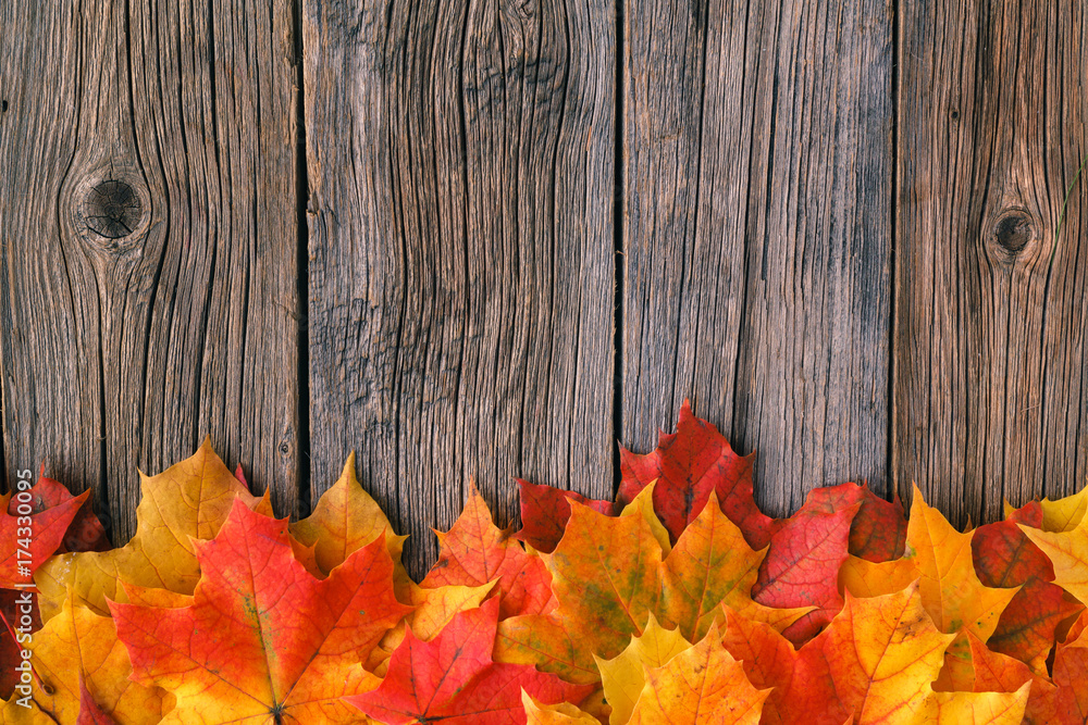 Obraz premium Creative background woth maple leaves