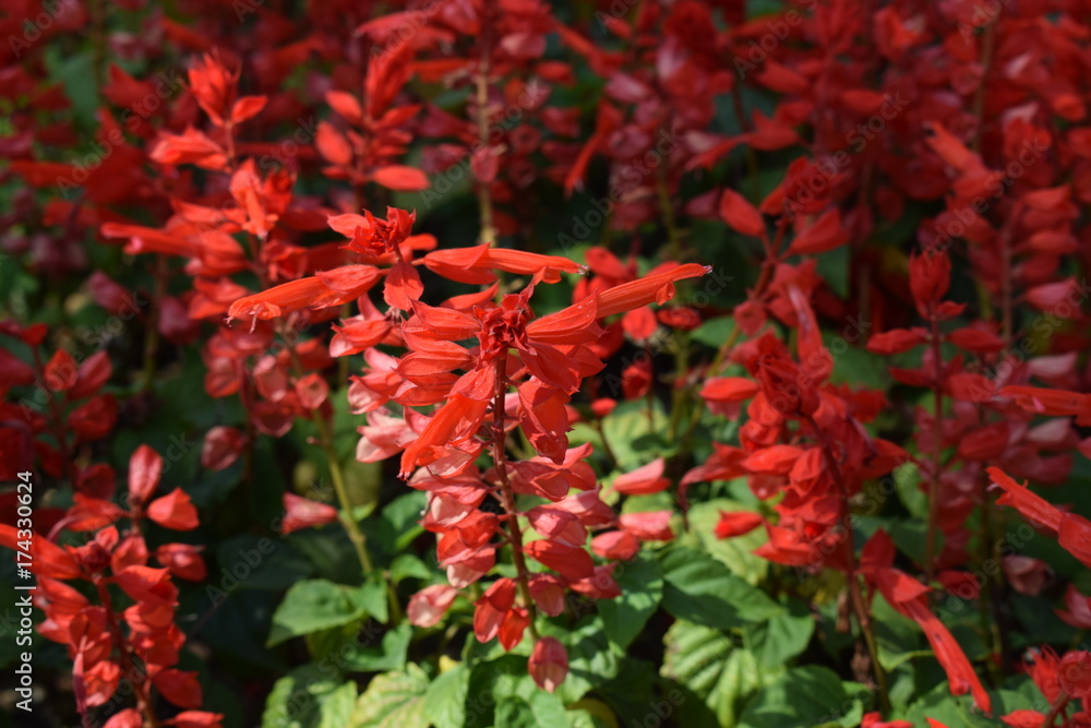 Blumen Blumen