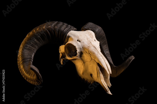 Studio shot of a ram skull with horns