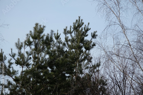 Fototapeta Naklejka Na Ścianę i Meble -  Przyroda