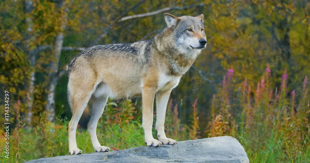 Large grey wolf standing on a rock in the forest Large grey wolf standing on a rock in the forest