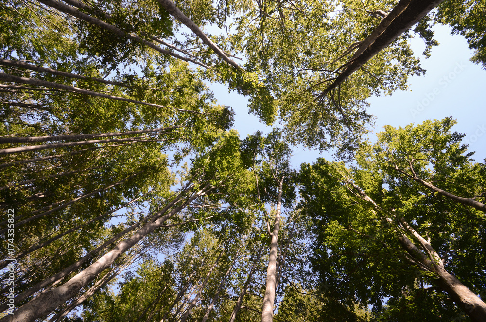 Fototapeta premium Alberi nel bosco - Appennino Tosco Emiliano