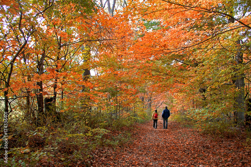 Canvas Print Strolling through the autumn forest in The Berkshires of western Massachusetts