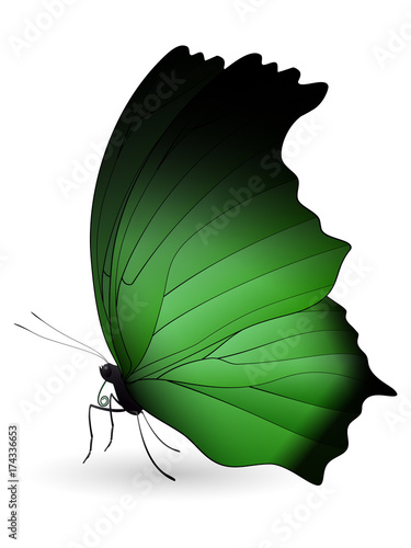 Beautiful butterfly isolated on a white background photo