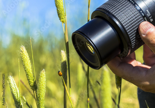 Ladybug on a grass and a photographer catching her