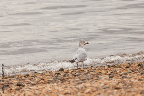 Seagull Standing on shore with Chicken Bone