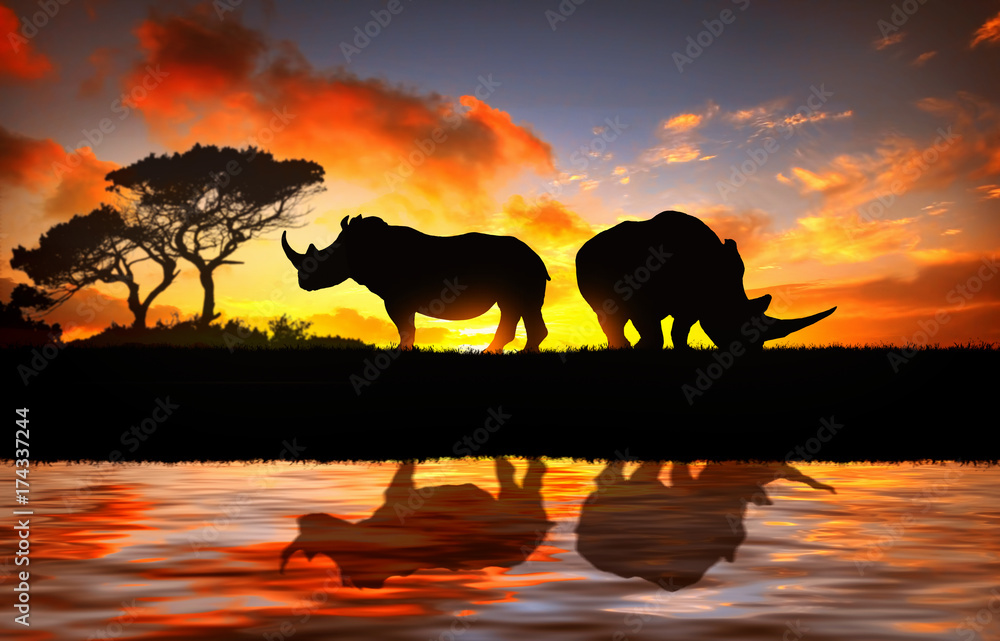 Naklejka premium Rhino o zachodzie słońca