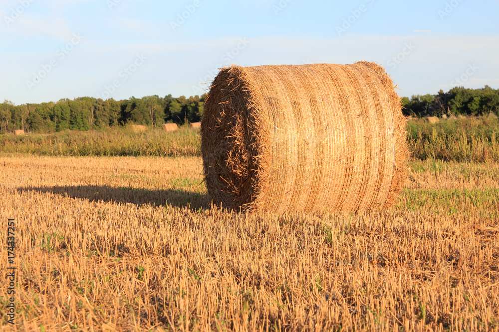 Fototapeta premium Straw bale