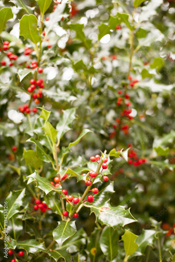 a lot of fruits hanging on a tree with bright sunlight a lot of fruits hanging on a tree with bright sunlight