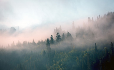Keuken achterwand Mistige ochtendstond Ochtendmist in bergachtig naaldbos  © Pavlo Klymenko