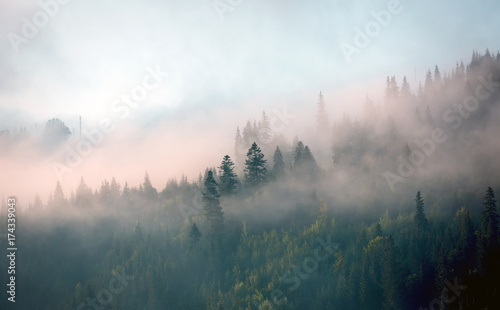 Fototapeta poranna mgła w górskim lesie