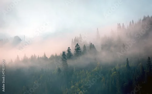 Obraz poranna mgła nad lasem w górach