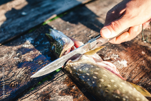 The fisherman cuts fish head off for cooking fish soup in the forest photo