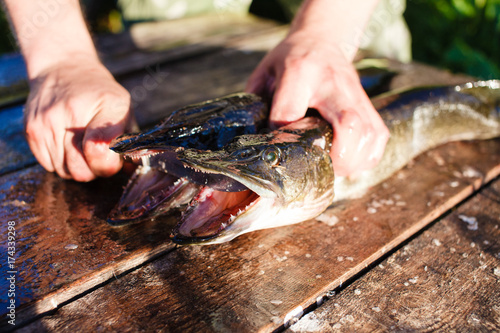 The fisherman is preparing to clean the pike photo