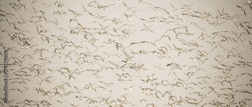 Birds flock, background