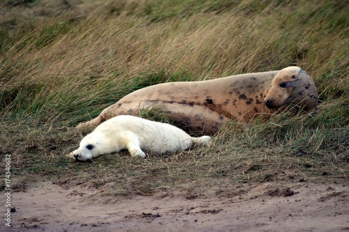 New born seals, UK