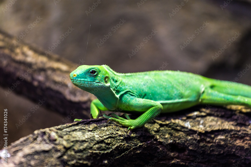 leguan leguan