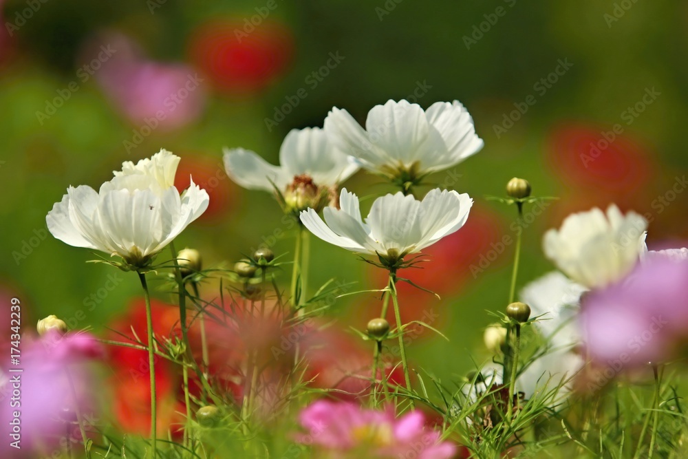 Naklejka premium White blooming cosmos flowers in a lawn with green blurry background