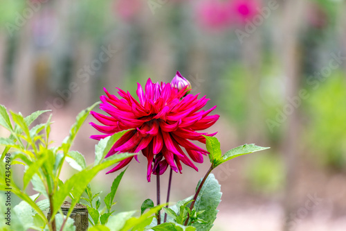 Fototapeta Naklejka Na Ścianę i Meble -  Dahlie