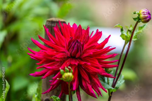 Fototapeta Naklejka Na Ścianę i Meble -  rote Dahlie