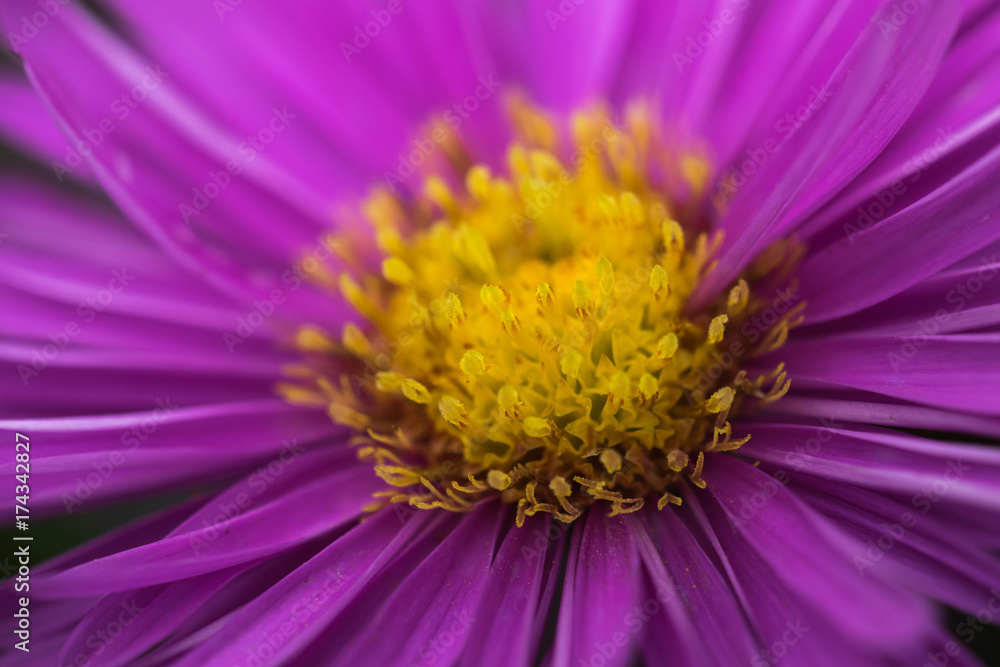 Pink flower petals closeup