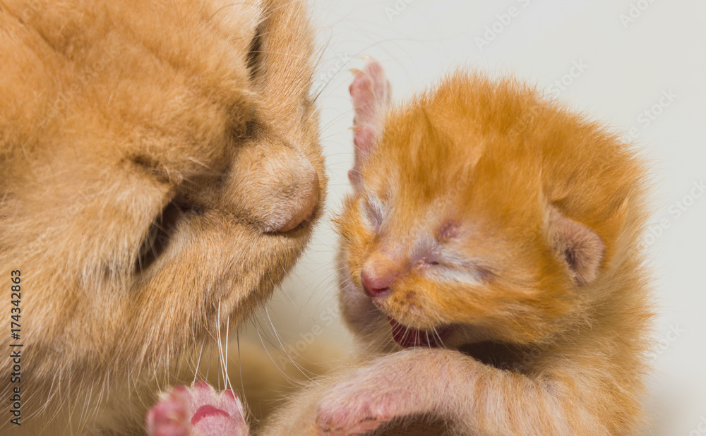 portrait of an adult cat and a kitten looking deep into eachother's eyes portrait of an adult cat and a kitten looking deep into eachother's eyes