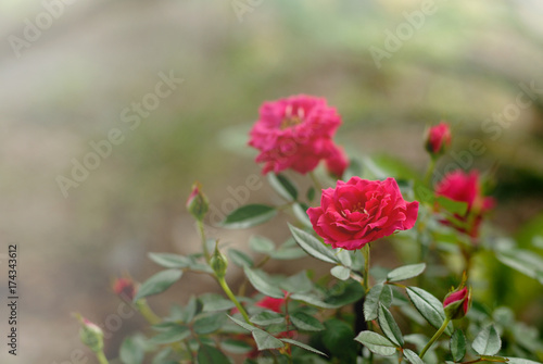 beautiful pink roses in the  garden © krungchingpixs