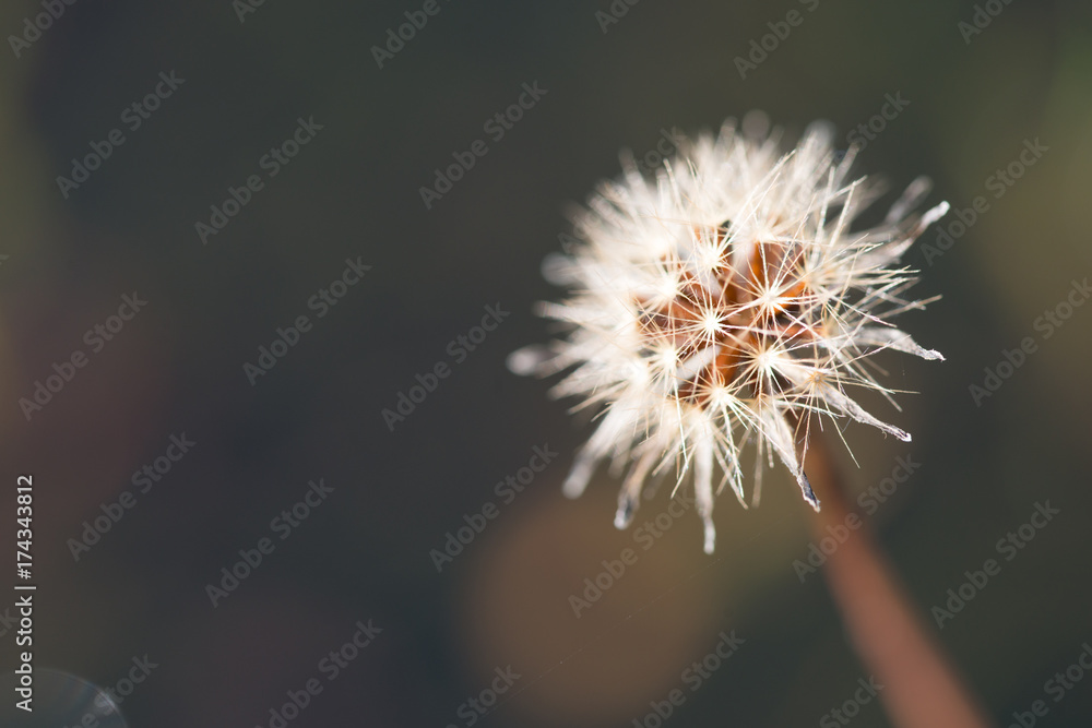 Obraz premium Makro Aufnahme einer Blüte mit Samen
