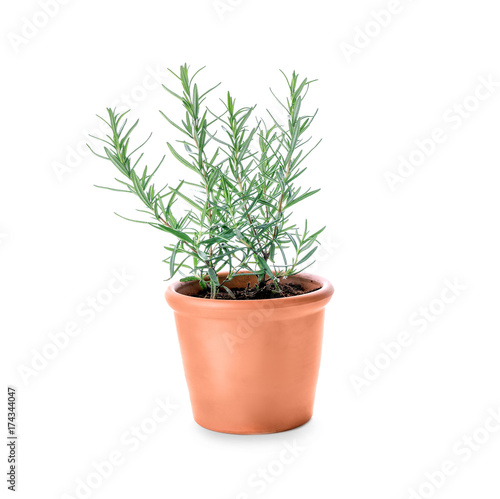 Pot with rosemary on white background