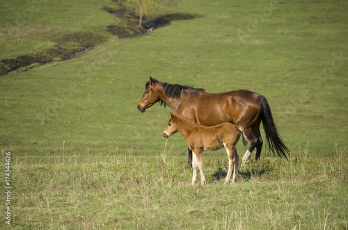 foal and a mare graze on a green meadow in the spring. the horse looks into the distance. © Azat